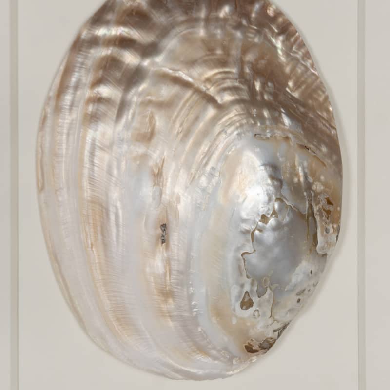 HUJI Abalone & Pearl Shell Shadow Box Wall Décor Set