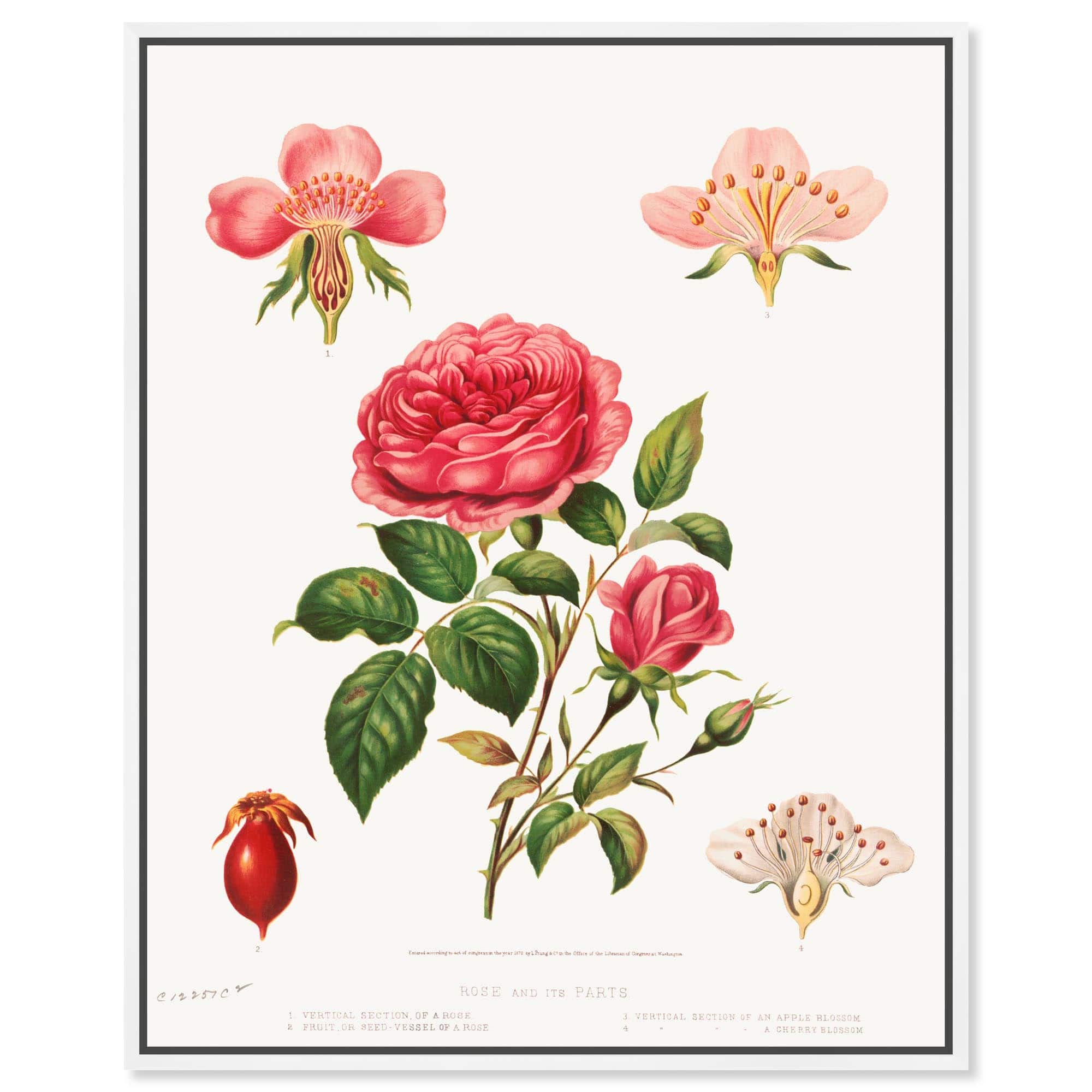 Rose and its parts (1872) Canvas by Art Remedy
