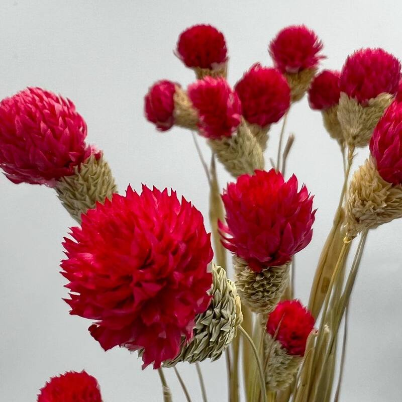 Bundle of 4 Dried Gomphrena Globosa, 22-24" long ,16 pcs/bunch - 22-24 inch