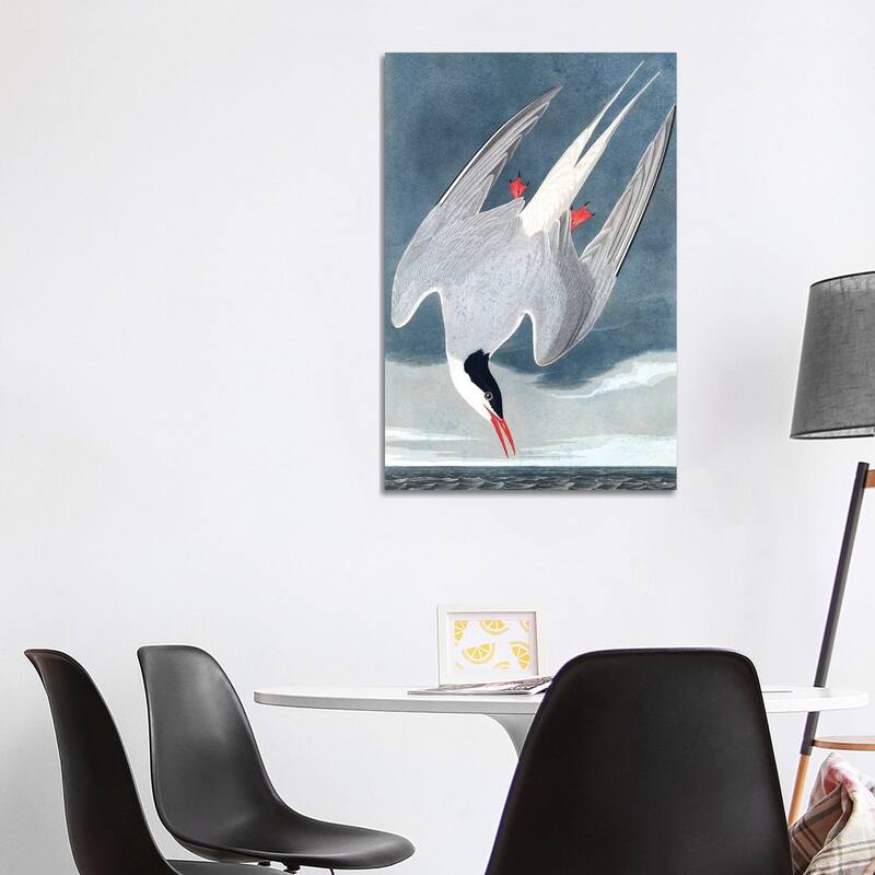 iCanvas "Arctic Tern, Sterna Paradisaea, from "The Birds of America", 1827-38 " by John James Audubon Canvas Print - 40x26x1.5