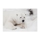 Photography Animals Bear Nature Polar Bear Snow Art Print Poster - Bed 