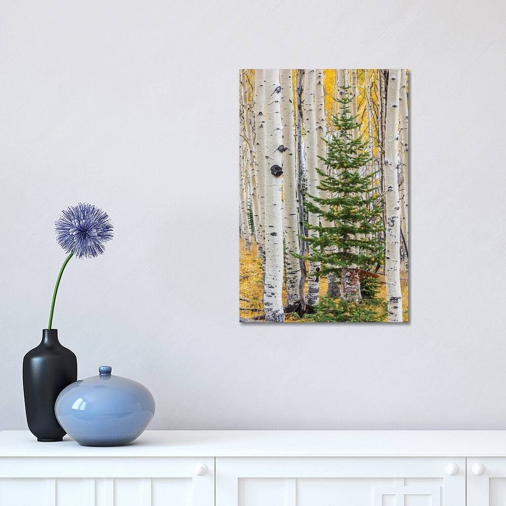 iCanvas "Quaking Aspen and fir tree in fall, Grand Staircase-Escalante National Monument, Utah" by Jeff Foott Canvas Print