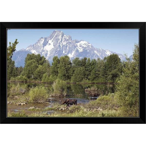 "Bull Moose in Grand Tetons" Black Framed Print