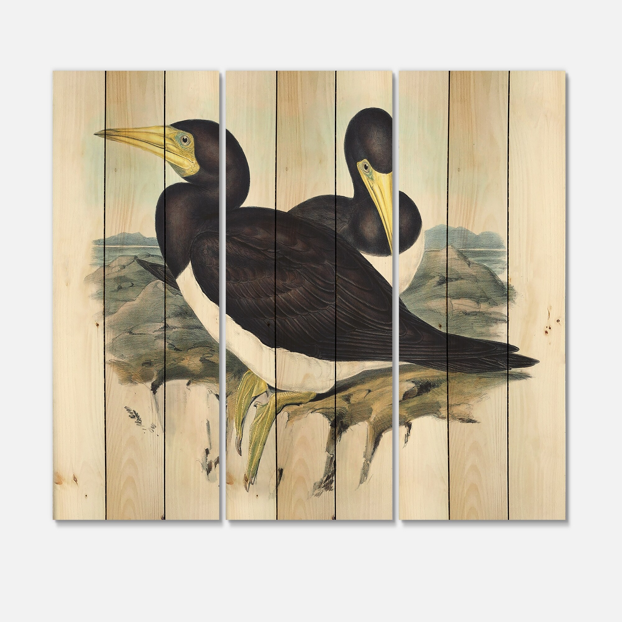 Designart 'Vintage Australian Birds XII' Traditional Print-image