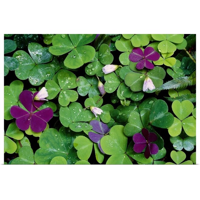 Wood Sorrel Plants Oxalis Oregana Poster Print Overstock Wood Sorrel Plants Oxalis Oregana Poster Print Overstock