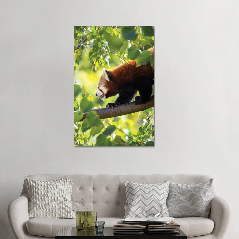 iCanvas "Red Panda Walking Along A Tree Branch" by Jane Rix Canvas Print - 48x32x1.5