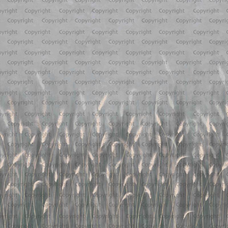 Serene Reed Grass Wallpaper Mural Soft Neutral Tones - Gray - W:225" x H:118"