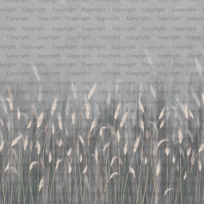 Serene Reed Grass Wallpaper Mural Soft Neutral Tones