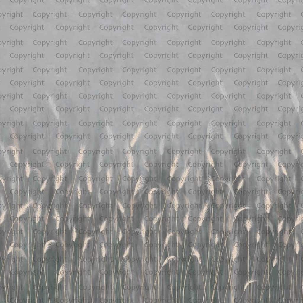 Serene Reed Grass Wallpaper Mural Soft Neutral Tones