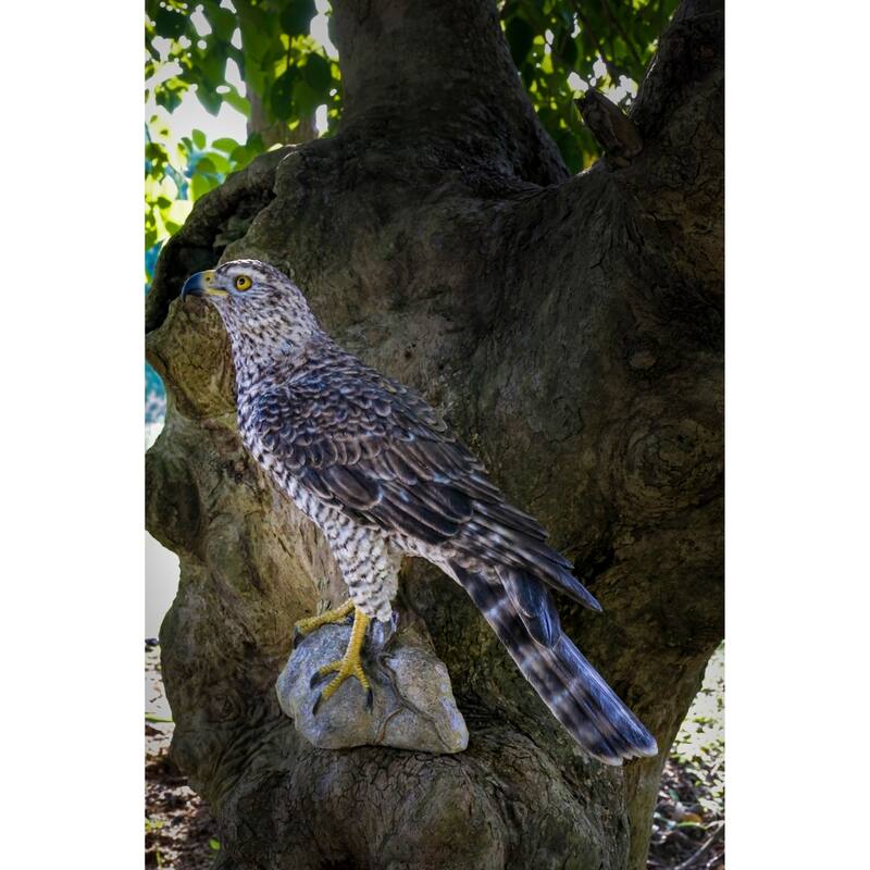 Northern Goshawk Standing On Rock Statue