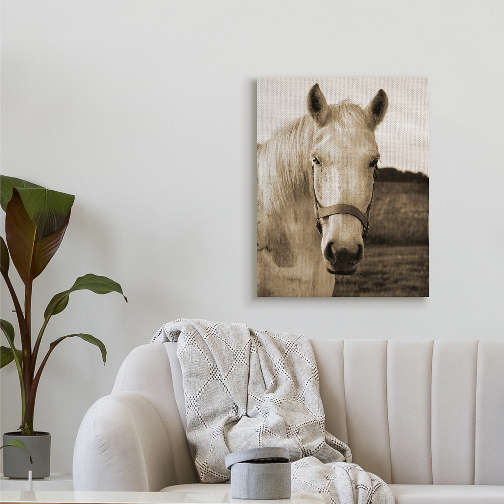 Stupell Rustic Sepia tone Portrait of White Horse Canvas-image