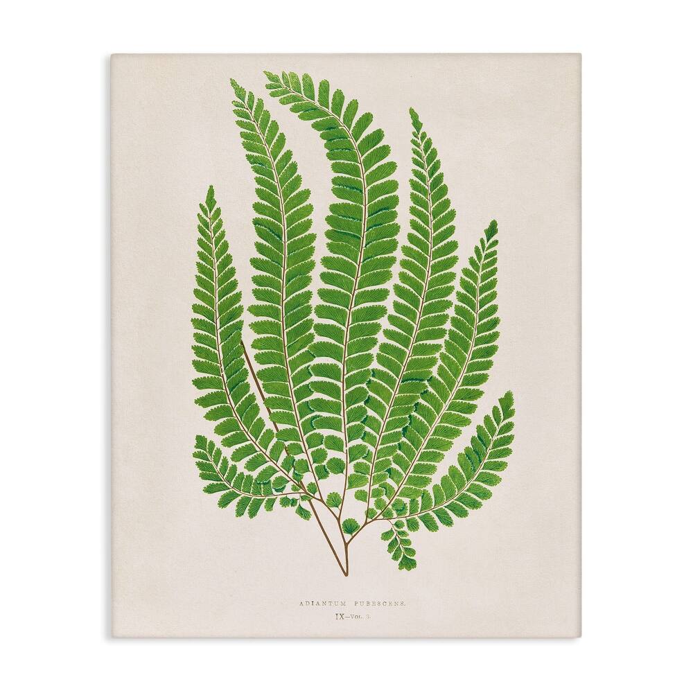 Stupell Cottage Ferns Study Canvas Wall Art Design By Phillipa Katz