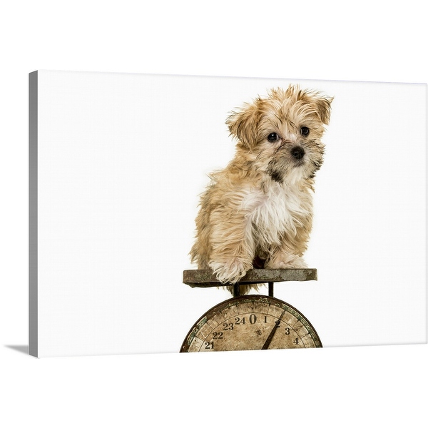 A tiny morkie dog on an antique scale