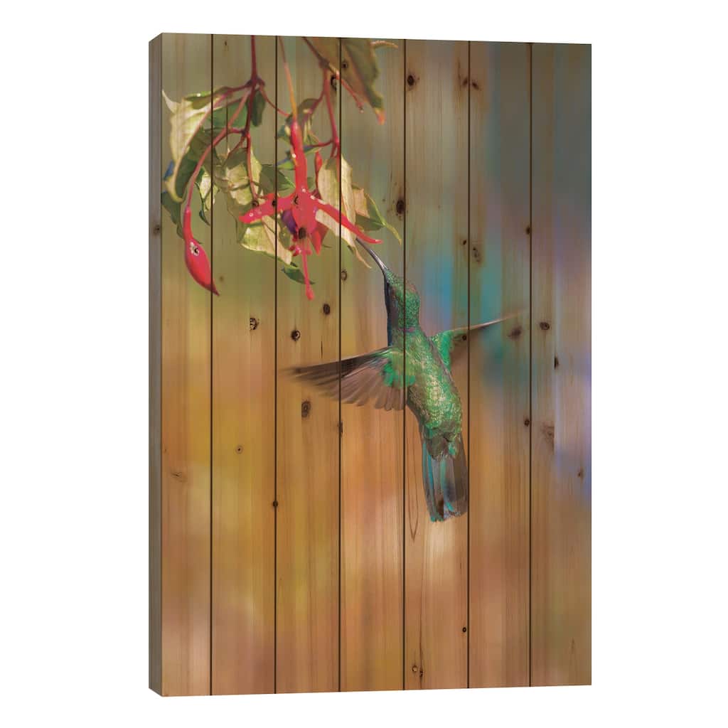 Central America, Costa Rica. Male lesser violetear hummingbird feeding. Print On Wood by Jaynes Gallery - Multi-Color