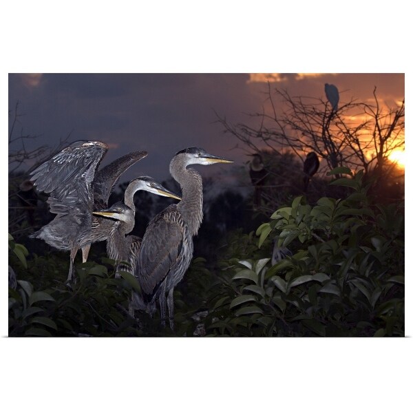 Poster Print Enled Great Blue Heron S Multi Color Poster Print Enled Great Blue Heron S Multi Color