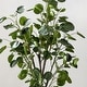 preview thumbnail 3 of 3, SAFAVIEH Faux Polyscias Fruticosa Potted Tree - 16.9" W x 13" L x 49" H