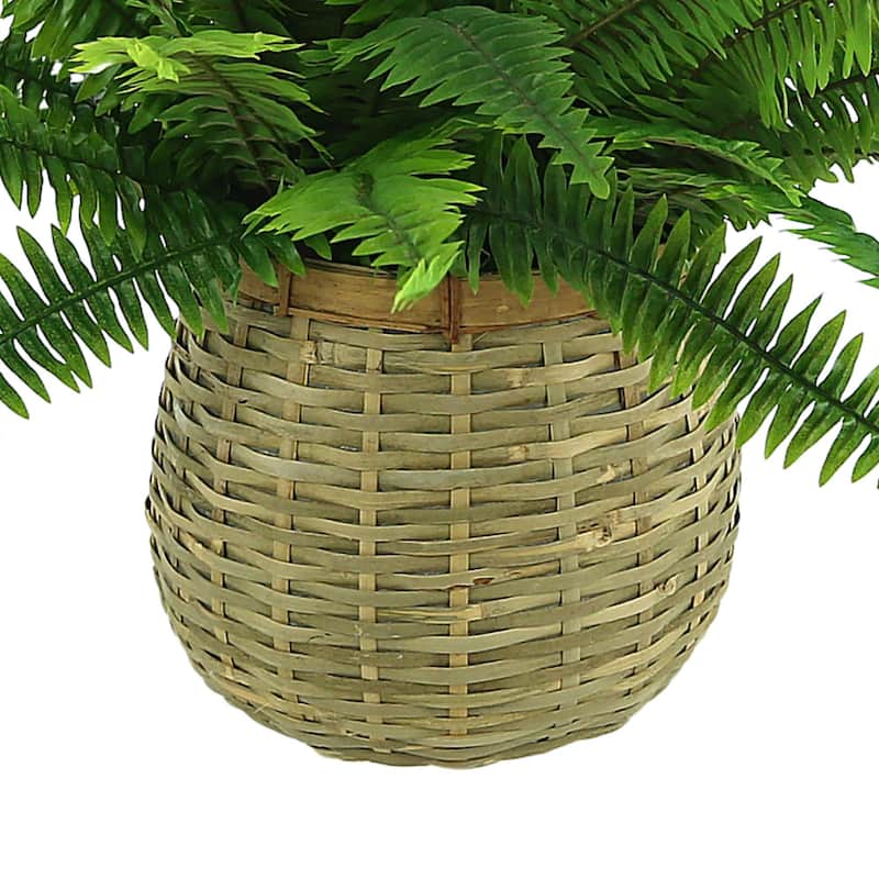 Fern in Wooden Basket - Green
