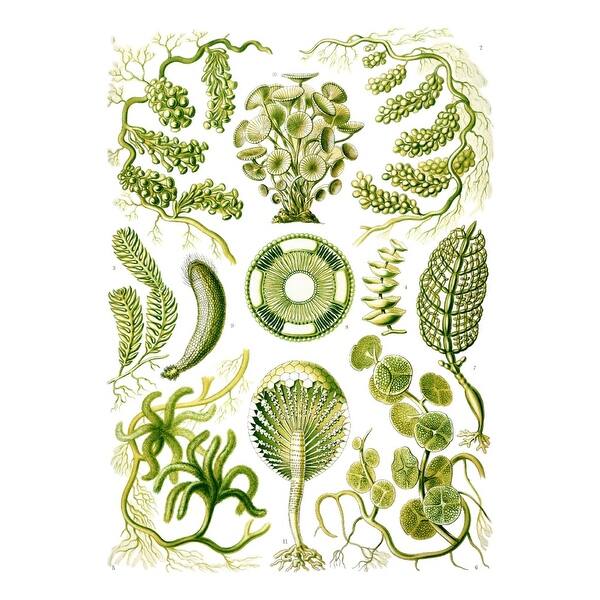 Art Forms Of Nature Siphoneae Algae Ernst Haeckel Artwork Art Print Multiple Sizes Available 9 X 12 Art Print Overstock