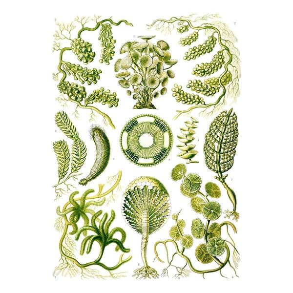 Art Forms Of Nature Siphoneae Algae Ernst Haeckel Artwork Art Print Multiple Sizes Available 9 X 12 Art Print Overstock Art Forms Of Nature Siphoneae Algae Ernst Haeckel Artwork Art Print Multiple Sizes Available 9 X 12 Art Print Overstock