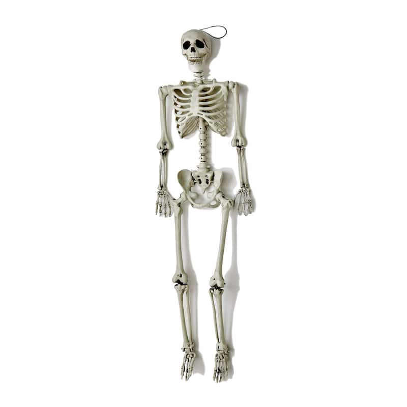 60" Lifesize Hanging Skeleton