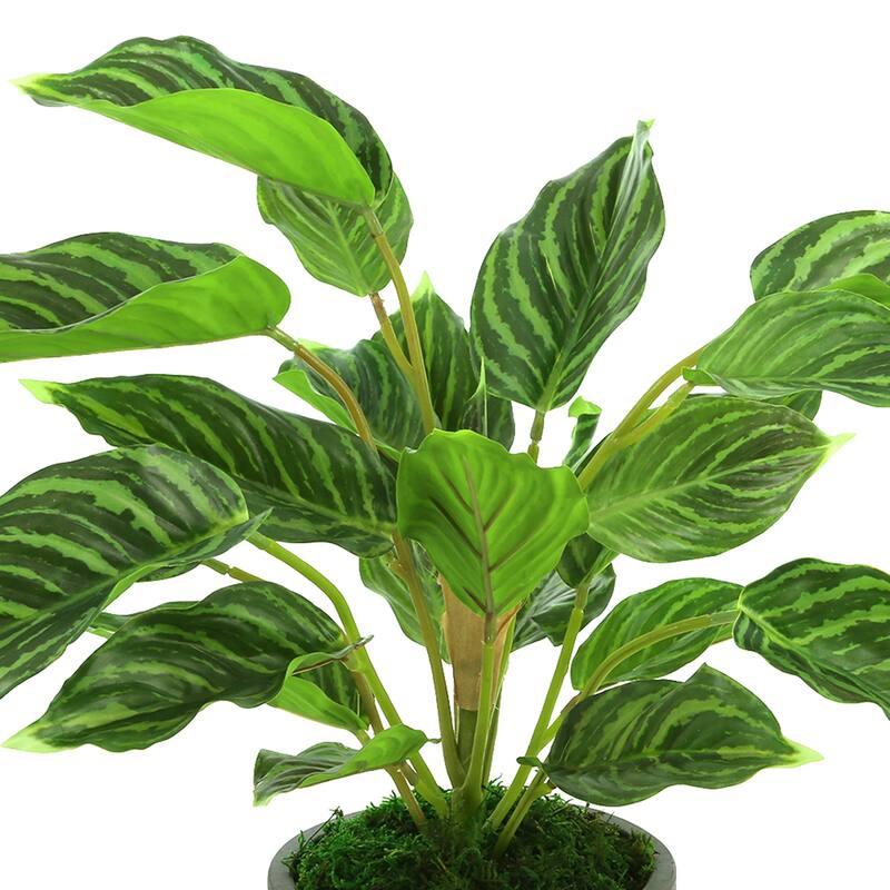 Rohdea Japonica Bush in Fiberstone Pot