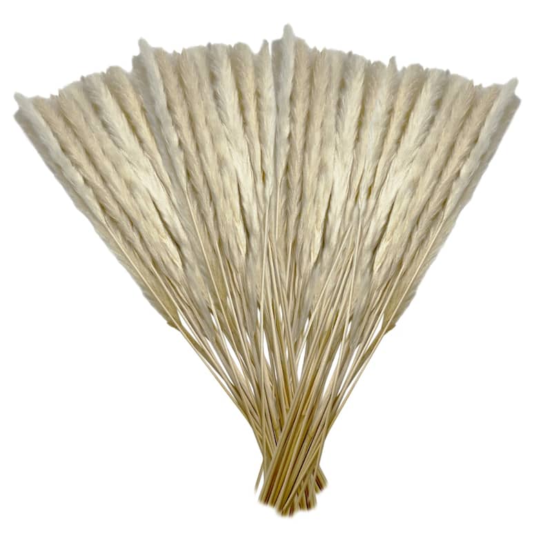Bundle of 4 Preserved flowers Small pampass grass, 20" long - 20 inch - White