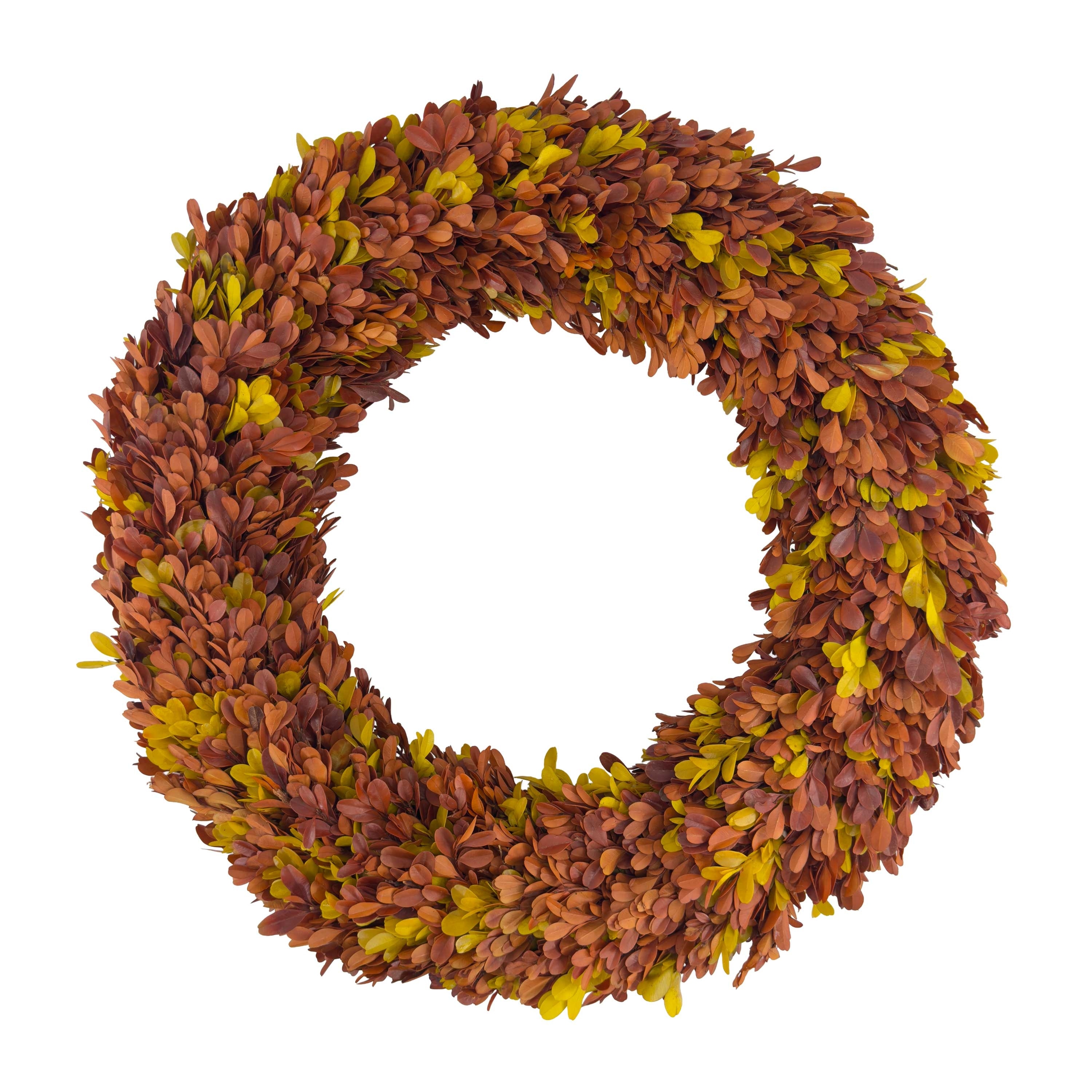 Heirloom 20-Inch Handcrafted Preserved Real Boxwood Autumn Wreath for Indoor Display