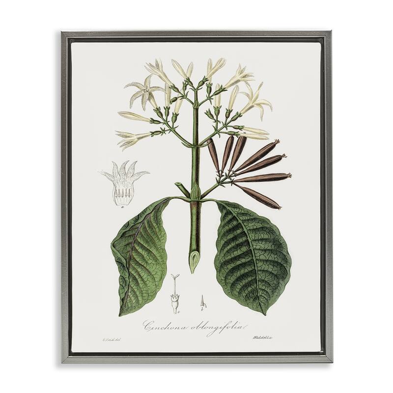 Stupell Vintage Flora Study Framed Floater Canvas Wall Art Design By CAD Designs - 17 x 21 - Grey