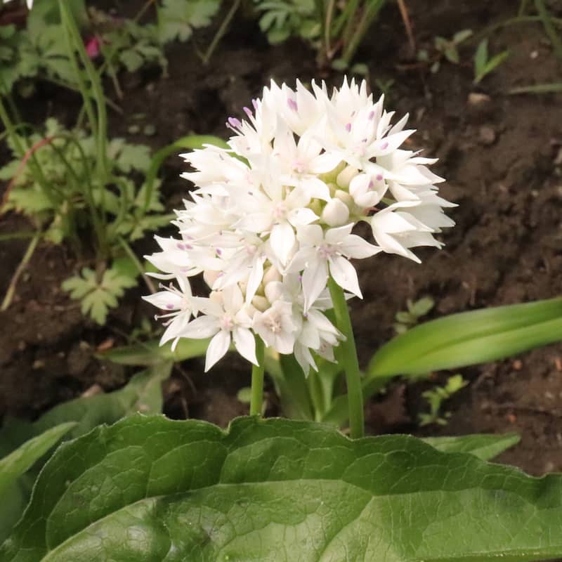 Graceful Beauty Allium - Spring Blooming White Flowers - 45 Bulbs - Attracts Butterflies, Bees & Hummingbirds - 45 Bulbs