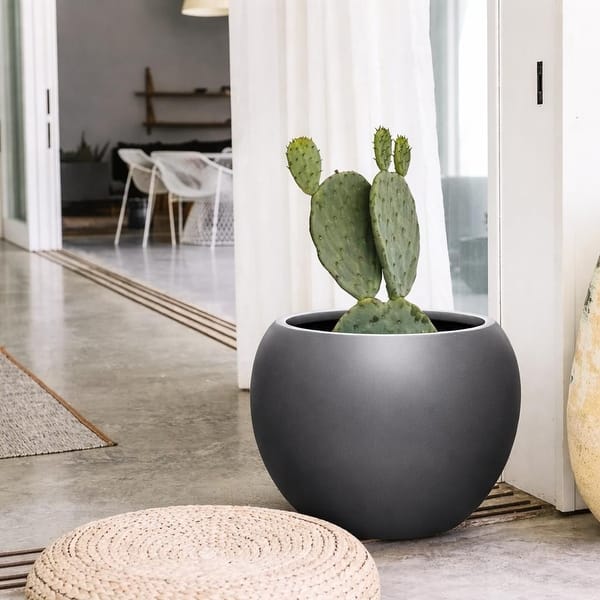 olivenbaum fr balkon kaufen Olivenbaum auf Stamm | kaufen