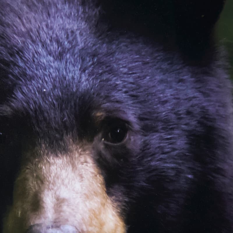 Bear Framed Art Print