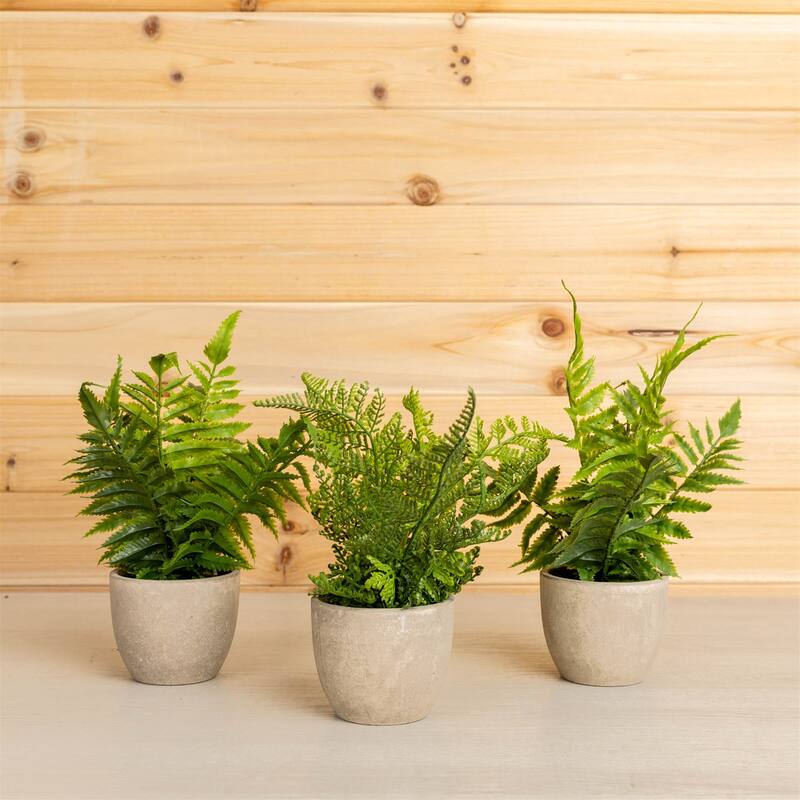Potted Fern Plant (Set of 3) - 11 x 3.5 x 9.5