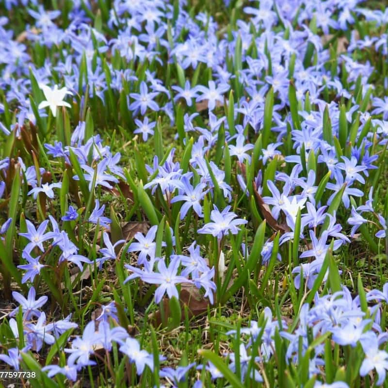 Spring Garden Glory of the Snow - Blue & White Flowers - 45 Bulbs - Attracts Butterflies, Bees & Hummingbirds - 45 Bulbs