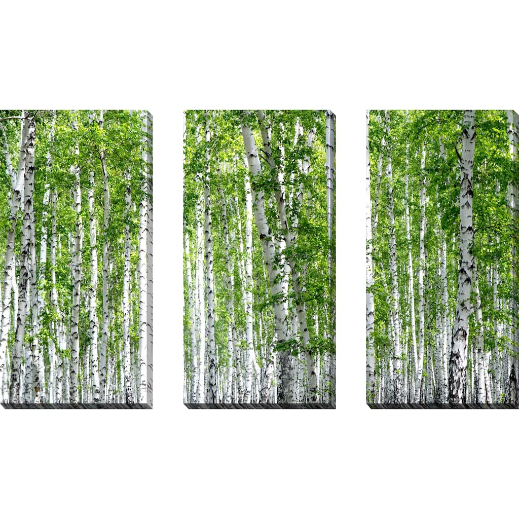 "Birch Trees III" 3 Piece Set on Canvas