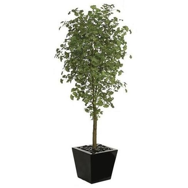 Autograph Foliages P-70580 - 7 Foot Gingko Tree - Green