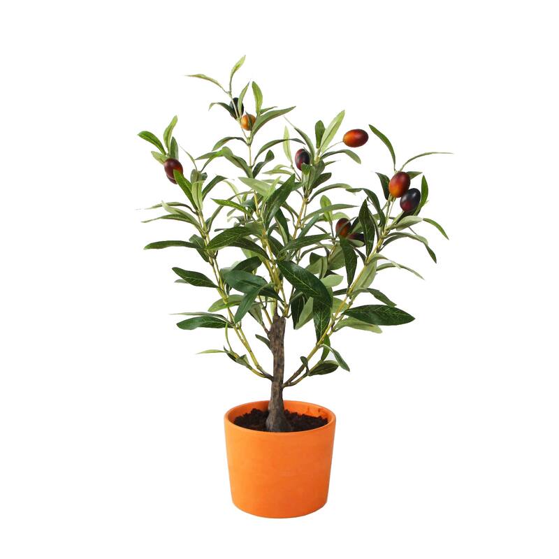 18" Olive Tree in 4.5" Clay Pot,Orange Terracotta - ONE-SIZE