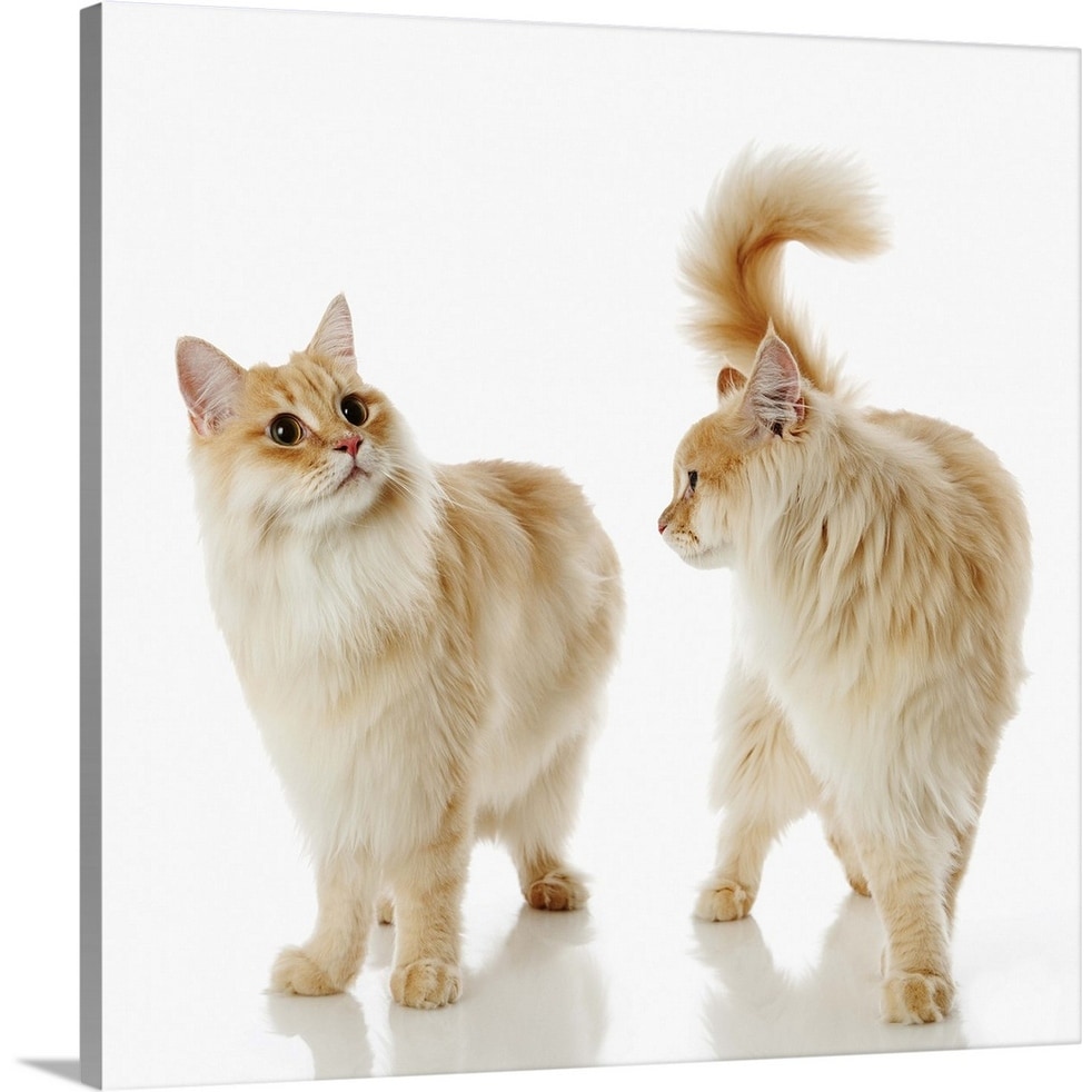 Shop Munchkin Cats Canvas Wall Art Free Shipping Today