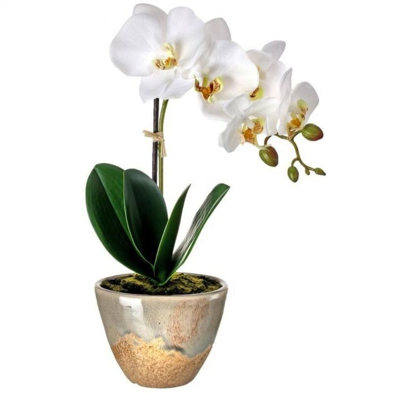 Real Touch Phalaenopsis Orchid in Aged Terracotta 14" - Multi-Color