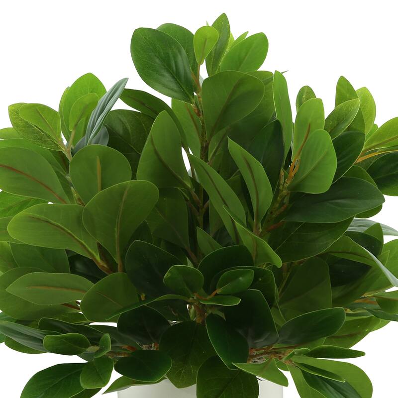 Peperomia Bush in Fiberstone Pot