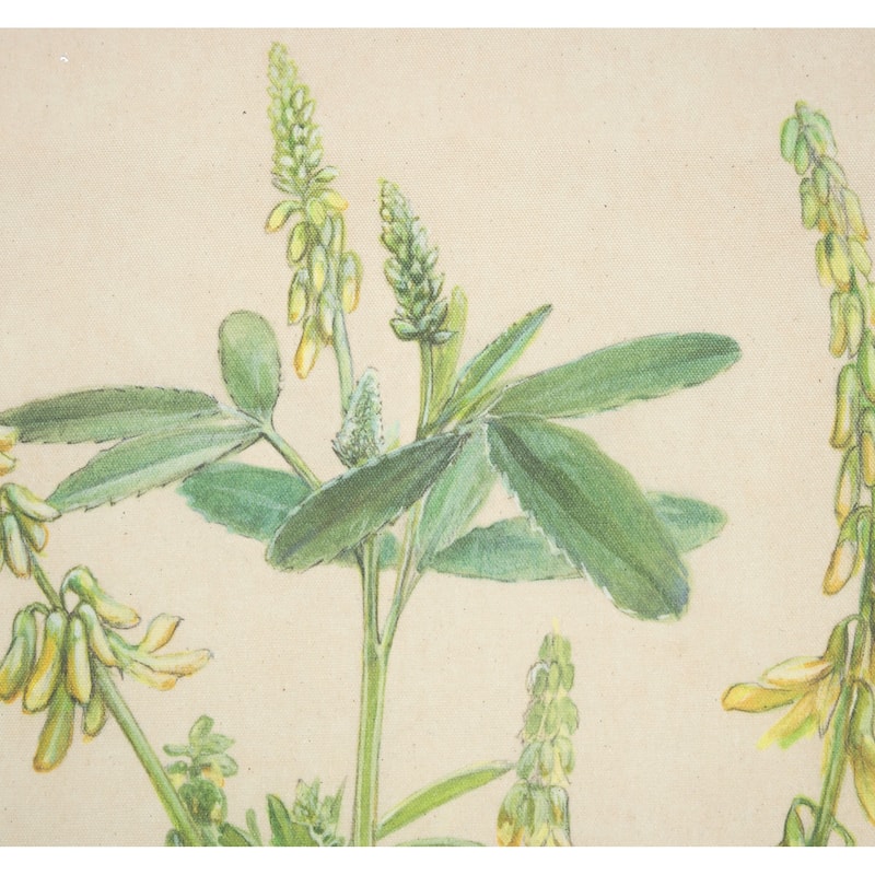 Botanical Study-Melilotus Officinalis - Brown