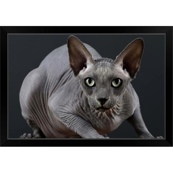 Shop Hairless Cat Black Framed Print On Sale Overstock