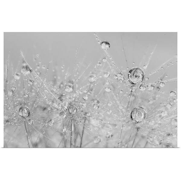 Shop Cora Niele Poster Print Entitled Dandelion Dew Black