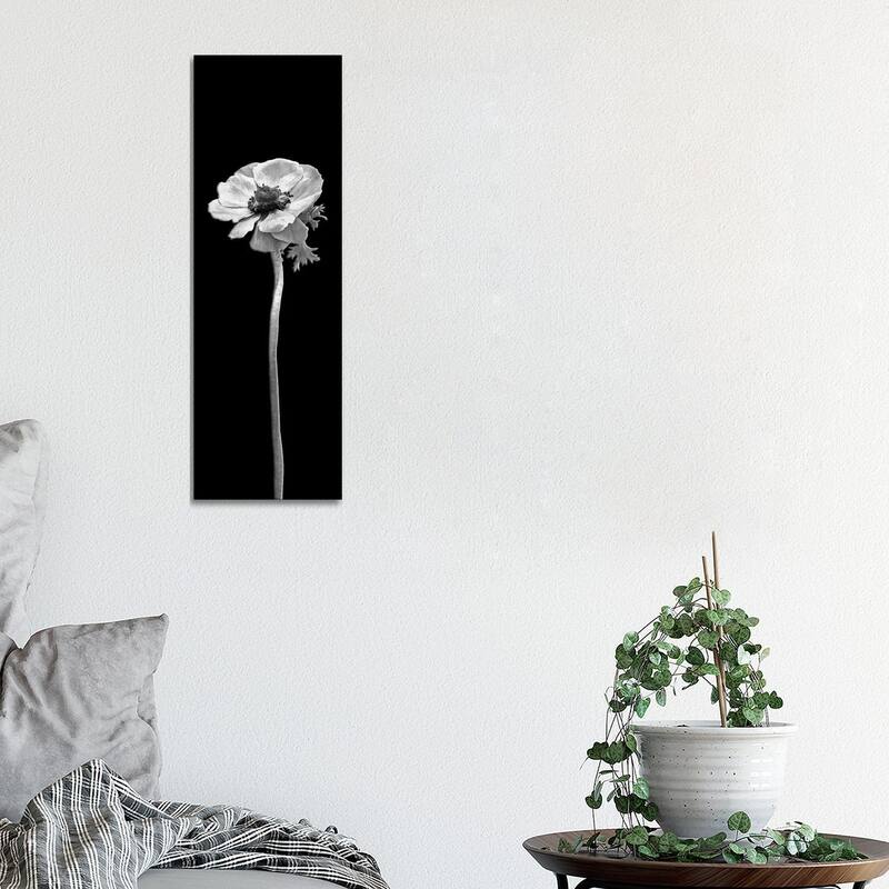 iCanvas "Anemone Coronaria - Panoramic Dark Design" by Melanie Viola Canvas Print - 36x12x1.5
