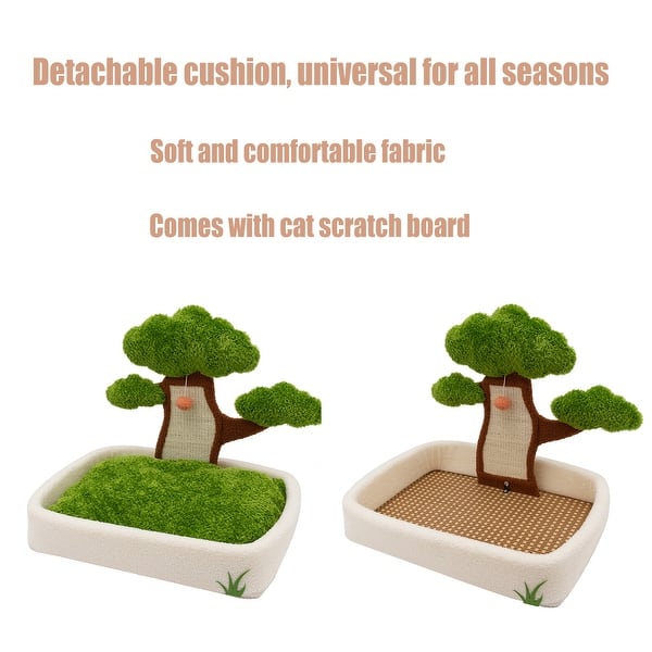 bonsai tree money tree Money Tree Bonsai (Pachira Aquatica) in 5" Glazed Ceramic  bombotany