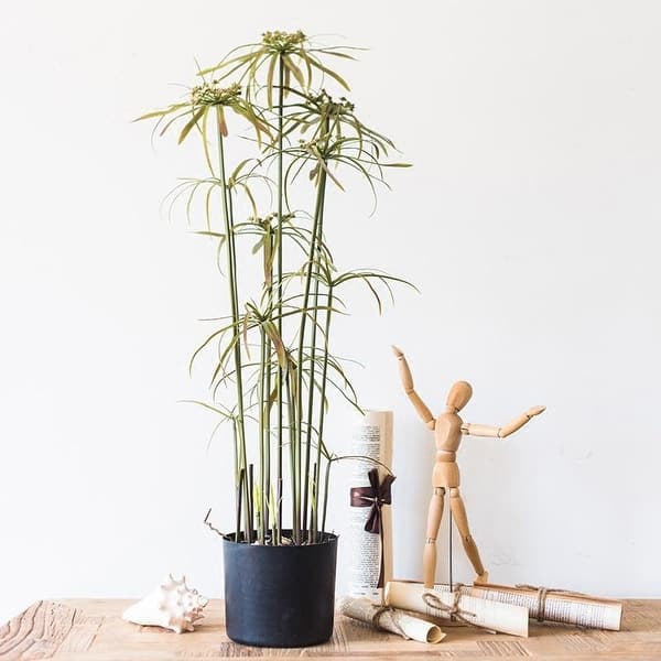 Shop Rusticreach Star Bamboo Bonsai 31 Tall Overstock 22799770