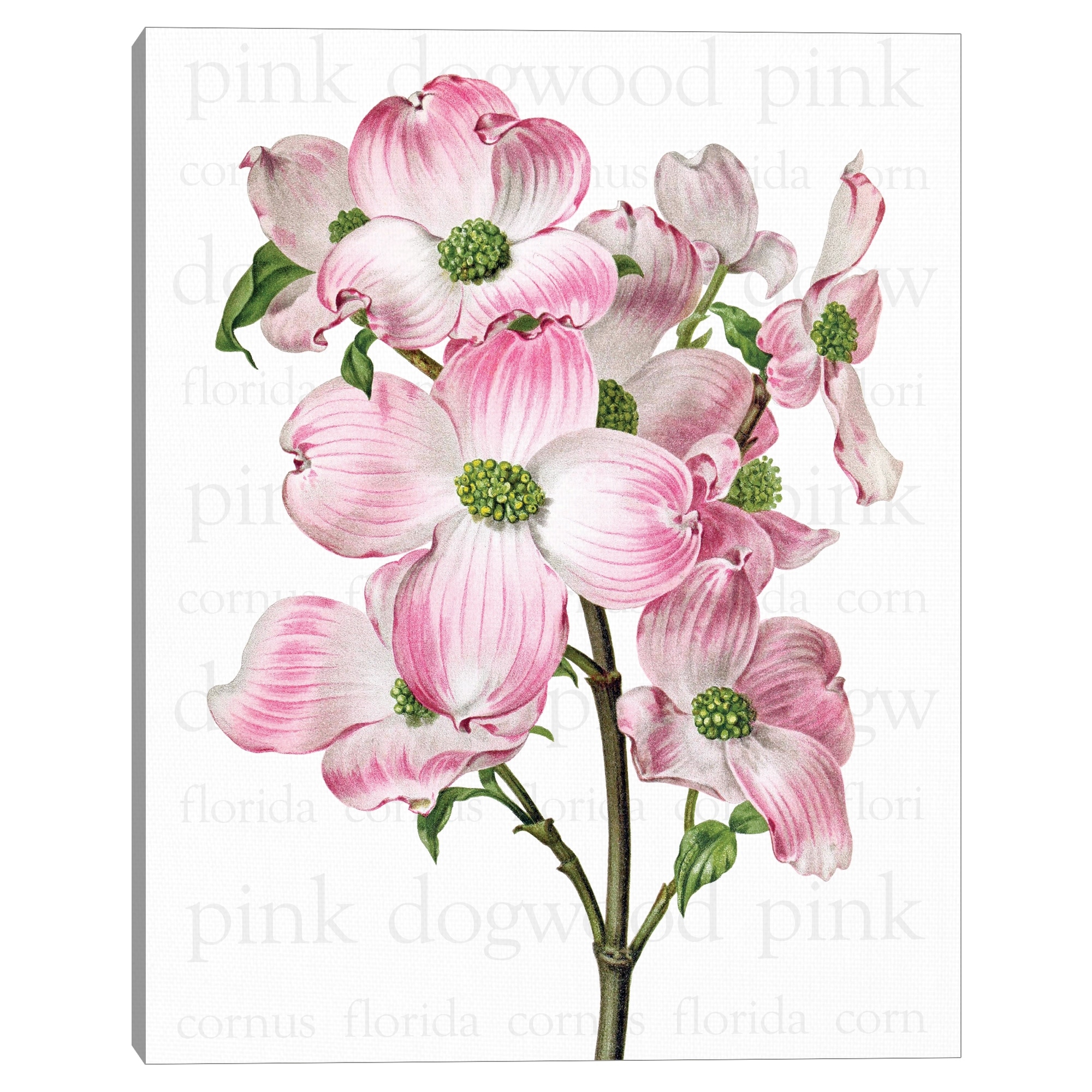 Pink Dogwood 2 Text by Design Lab Canvas Art Print