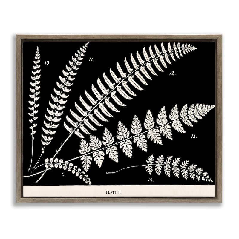 Stupell Fern Studies on Black Framed Floater Canvas Wall Art Design By Phillipa Katz - 21 x 17 - Brown