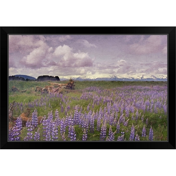 "Meadow of Lupine flowers in Alaskan wilderness. Moss covered logs among flowers." Black Framed Print