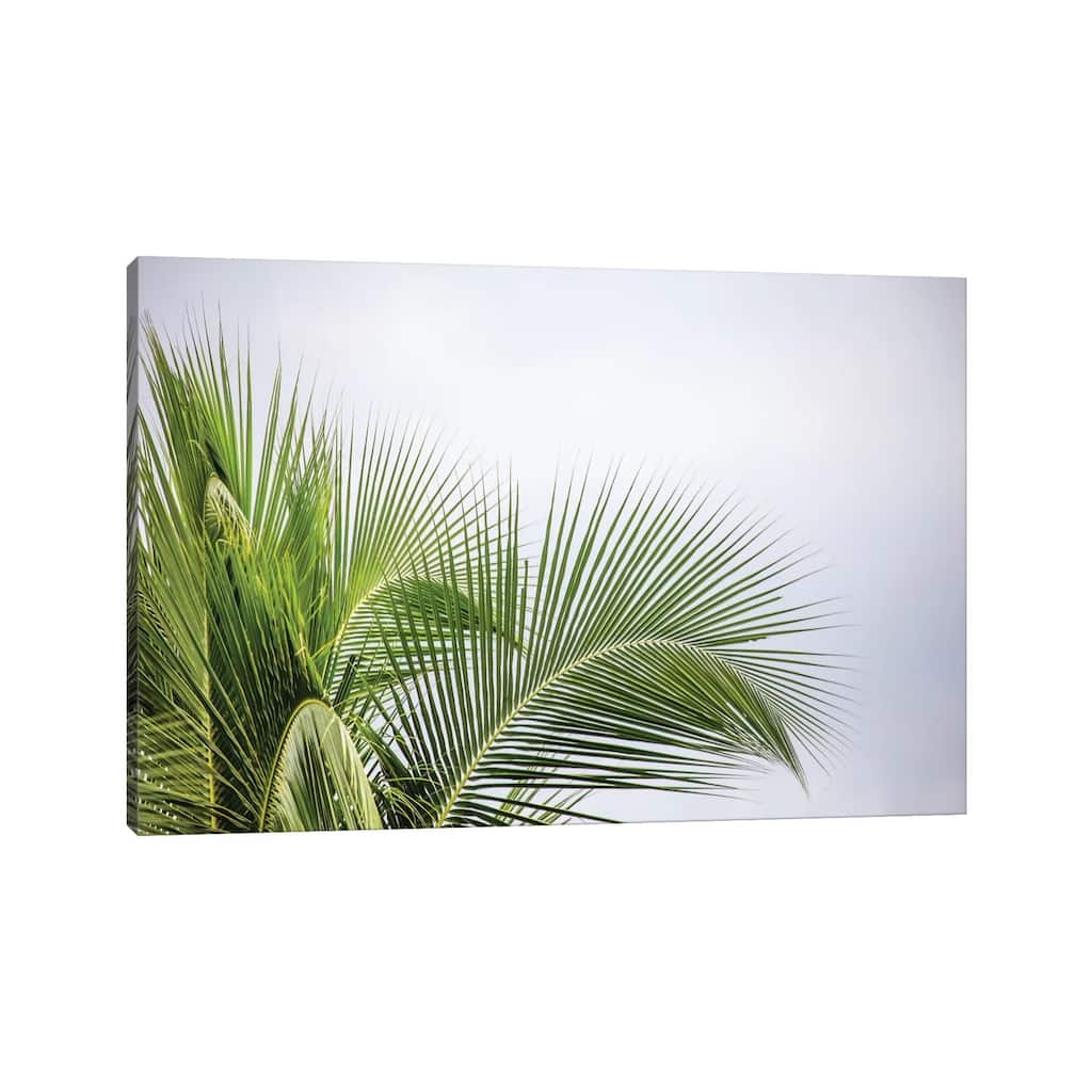 iCanvas "Palm Tree" by Mark Paulda Canvas Print