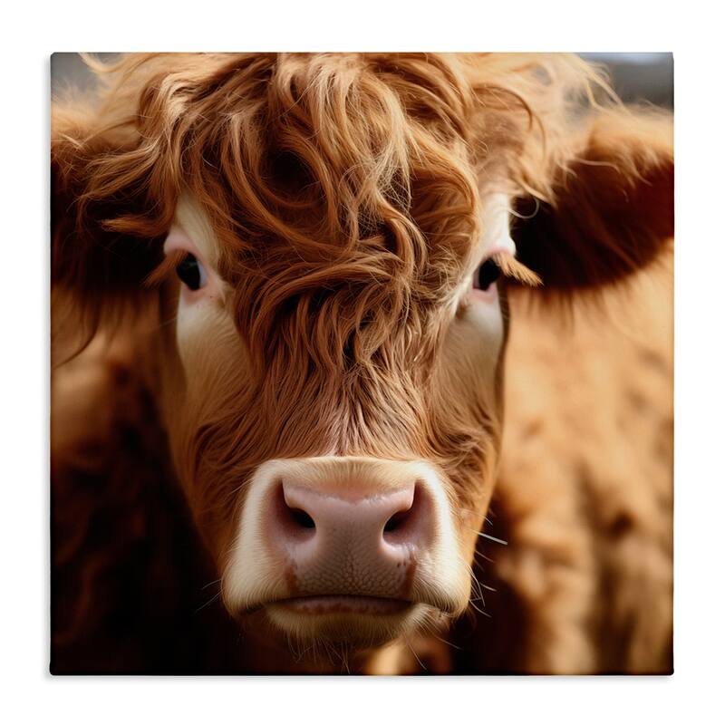 Stupell Close Up Furry Cow Portrait Canvas Wall Art Design By Heidi Kuntz - 17 x 17